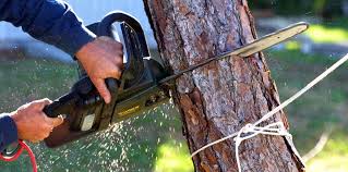 Best Tree and Shrub Care  in Inglenook, CT