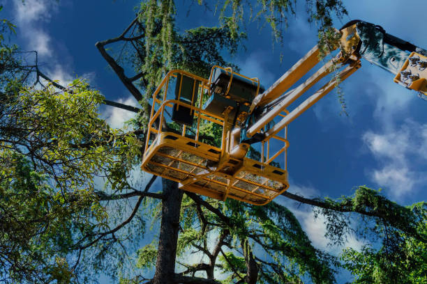 Why Choose Our Tree Removal Services in Inglenook, CT?