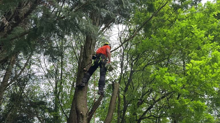 Tree and Shrub Care in Inglenook, CT