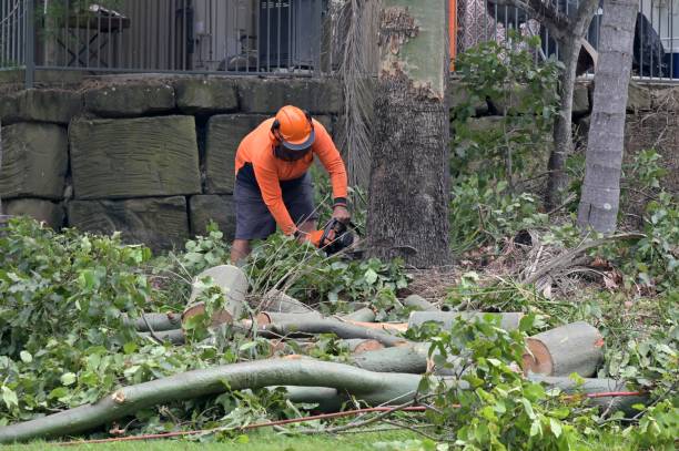 Professional Tree Services in Inglenook, CT